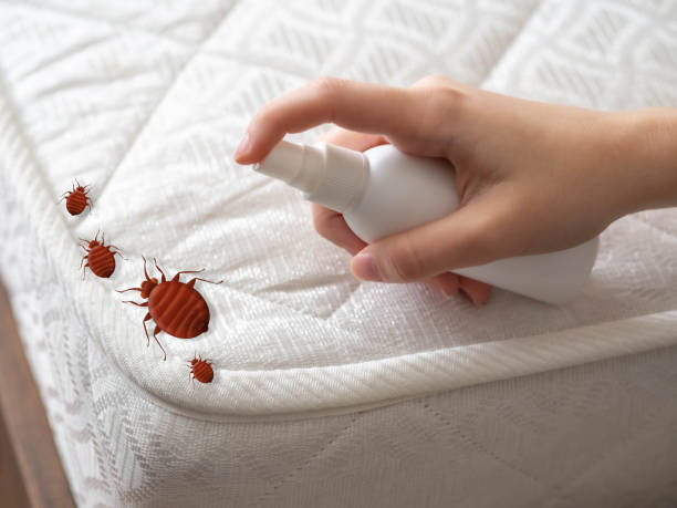 Best Mosquito Control Services  in Scotchtown, NY